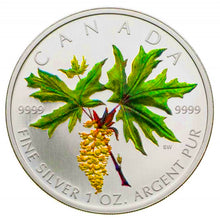 2005 Silver maple Leaf with Color-Bigleaf Maple